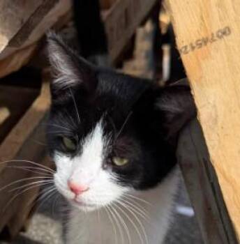 Joey -  Domestic Short Hair Cat for Adoption in Charleston, West Virginia - Joey | PetCurious