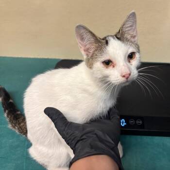 Sugar Glider -  Domestic Short Hair Cat for Adoption in Pasadena, California - Sugar Glider | PetCurious
