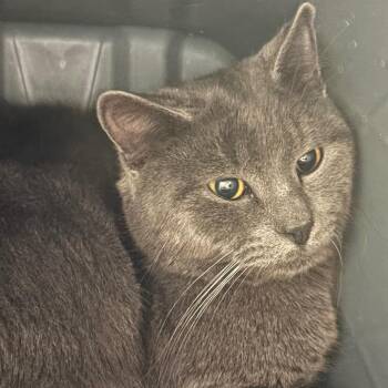 Domestic Short Hair Cats Available for Adoption in Napoleon, Ohio - Yarrow 18C26 | PetCurious