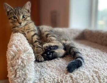 Rescue Domestic Short Hair Cats for Adoption in Courtenay, British Columbia - Ellis & Friends | PetCurious