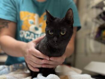 Rescue Domestic Short Hair Cats for Adoption in Raleigh, North Carolina - TAYPURRSWIFT | PetCurious