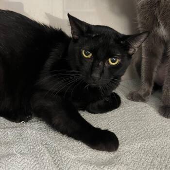 Dante -  Domestic Short Hair Cat for Adoption in Fairport, New York - Dante | PetCurious