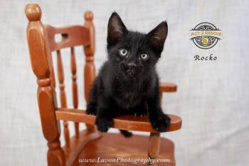 Domestic Short Hair Cats Available for Adoption in Riverside, California - Rocko | PetCurious