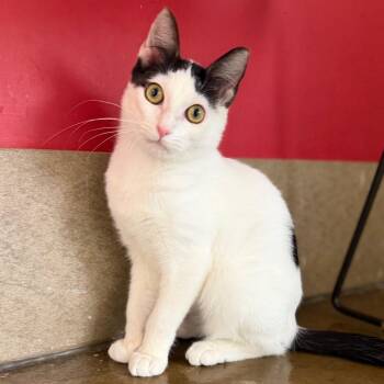 Amos -  Domestic Short Hair Cat for Adoption in Green Bay, Wisconsin - Amos | PetCurious