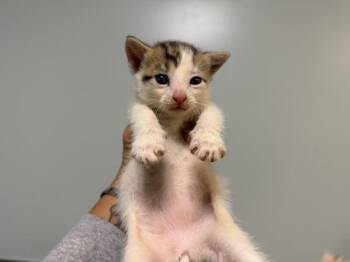 CHINO -  Domestic Short Hair Cat for Adoption in Doral, Florida - CHINO | PetCurious