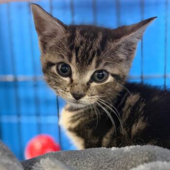 Domestic Short Hair Cats Available for Adoption in Montgomery, Alabama - Flora | PetCurious