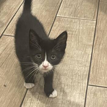 Ellie -  Domestic Short Hair Cat for Adoption - Ellie | PetCurious