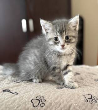 Miracle Max -  Domestic Short Hair Cat for Adoption in Ottawa, Ontario - Miracle Max | PetCurious