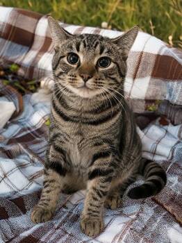 Snickers -  Domestic Short Hair Cat for Adoption in Lunenburg, Massachusetts - Snickers | PetCurious