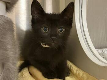 Domestic Long Hair Cats Available for Adoption in Tustin, California - NINJA | PetCurious