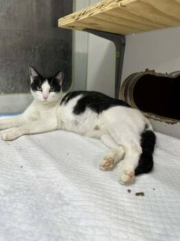 Domestic Short Hair Cats Available for Adoption in Bolivar, Missouri - Spaghetti | PetCurious