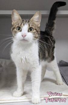Domestic Short Hair Cats Available for Adoption in Mason, Michigan - Vivian Tatertot | PetCurious