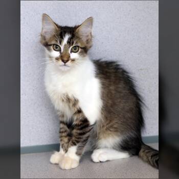 Honey -  Domestic Long Hair Cat for Adoption in Lambertville, New Jersey - Honey | PetCurious