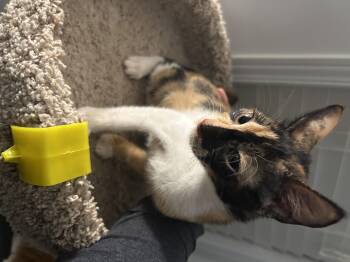 Rescue Domestic Short Hair Cats for Adoption in Brampton, Ontario - Jerry & Nousa | PetCurious