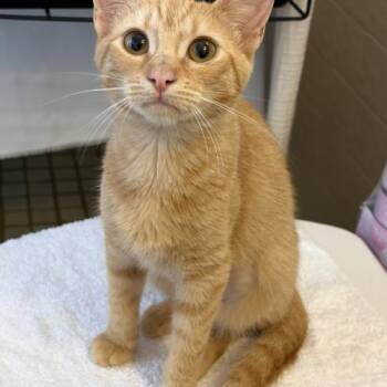 Ary.m -  Domestic Short Hair Cat for Adoption in Tampa, Florida - Ary.m | PetCurious