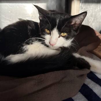 Pop Star -  Domestic Short Hair Cat for Adoption in Austin, Texas - Pop Star | PetCurious