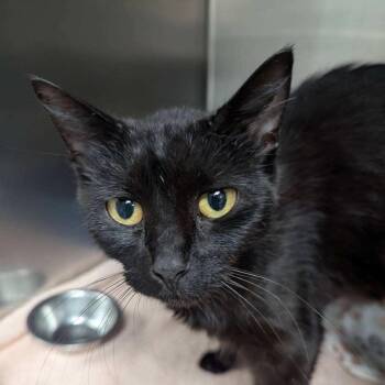 Myrtle -  Domestic Short Hair Cat for Adoption in Corydon, Indiana - Myrtle | PetCurious