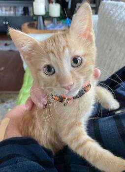 Tank -  Tabby and Domestic Short Hair Cat Available for Adoption in Island Lake, Illinois - Tank | PetCurious