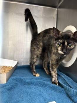 61700685 -  Domestic Short Hair Cat for Adoption in El Paso, Texas - 61700685 | PetCurious