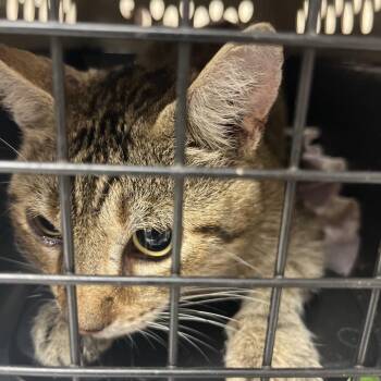 Venom -  Domestic Short Hair Cat for Adoption in Durant, Oklahoma - Venom | PetCurious
