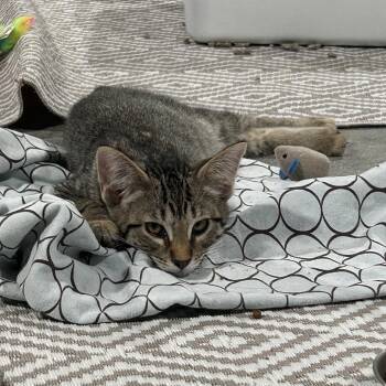 Tomatillo -  Domestic Short Hair Cat for Adoption in Chicago, Illinois - Tomatillo | PetCurious