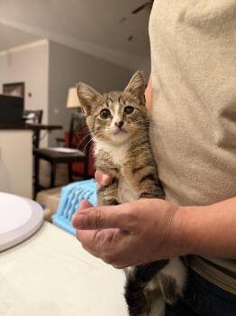Vesper (available for pre-adoption) -  Domestic Short Hair Cat for Adoption in Camden, South Carolina - Vesper (available For Pre-adoption) | PetCurious