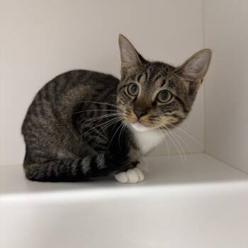 Murphy -  Domestic Short Hair Cat for Adoption in Tampa, Florida - Murphy | PetCurious