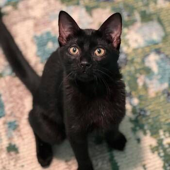 Rescue Domestic Short Hair Cats for Adoption in Yaphank, New York - Lola | PetCurious