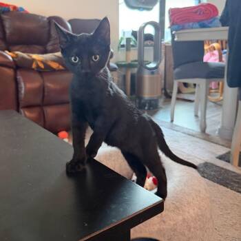 Puss N Boots -  Domestic Short Hair Cat for Adoption in Port Richey, Florida - Puss N Boots | PetCurious
