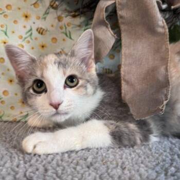 Offside -  Domestic Short Hair Cat for Adoption in Toms River, New Jersey - Offside | PetCurious