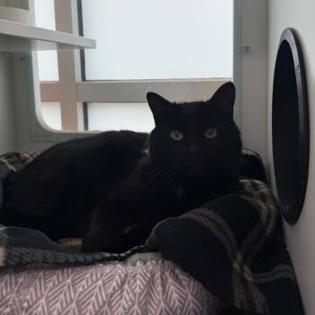 Rescue Domestic Short Hair Cats for Adoption in Branford, Connecticut - Lee | PetCurious