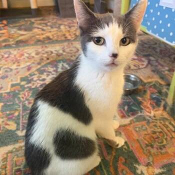 Aurora  - Must Apply in Person ! -  Domestic Short Hair Cat for Adoption in Georgetown, Kentucky - Aurora  - Must Apply In Person ! | PetCurious
