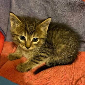 Trisha Yearwood -  Domestic Short Hair Cat for Adoption in Crookston, Minnesota - Trisha Yearwood | PetCurious
