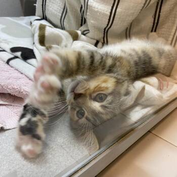 Basil -  Domestic Medium Hair Cat for Adoption in Pittsburgh, Pennsylvania - Basil | PetCurious