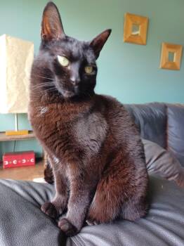 Alanis Moriscat -  Domestic Short Hair Cat for Adoption in Mount Clemens, Michigan - Alanis Moriscat | PetCurious