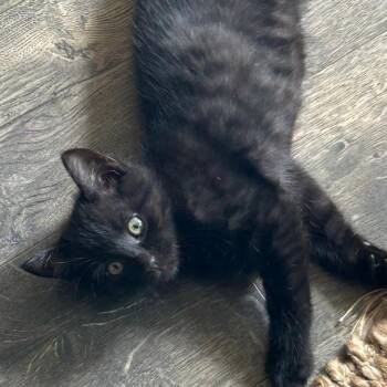 Clipper -  Domestic Short Hair Cat for Adoption in Gastonia, North Carolina - Clipper | PetCurious