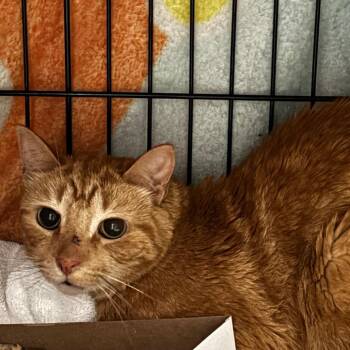 Bert -  Domestic Short Hair Cat for Adoption in Allentown, Pennsylvania - Bert | PetCurious