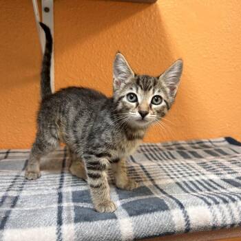 Angie -  Domestic Short Hair Cat for Adoption in Fresno, California - Angie | PetCurious