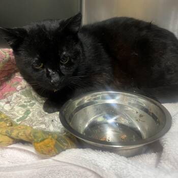 Domestic Short Hair Cats Available for Adoption - Bob | PetCurious