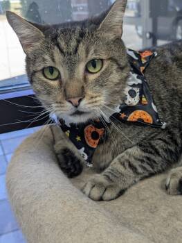 Rescue Domestic Short Hair Cats for Adoption in Raleigh, North Carolina - Pichu | PetCurious