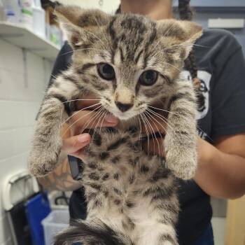 Haggis -  Domestic Short Hair Cat for Adoption in Pittsburgh, Pennsylvania - Haggis | PetCurious