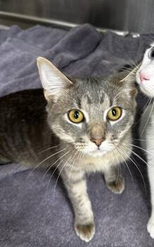 Nerds -  Domestic Long Hair and Domestic Short Hair Cat for Adoption in Westland, Michigan - Nerds | PetCurious