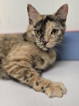 Maeve -  Domestic Short Hair Cat for Adoption in Metamora, Illinois - Maeve | PetCurious