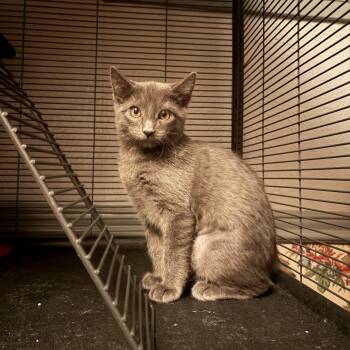 Habanero -  Domestic Short Hair Cat for Adoption in Fort Collins, Colorado - Habanero | PetCurious
