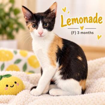Lemonade -  Domestic Short Hair Cat for Adoption in Southbury, Connecticut - Lemonade | PetCurious