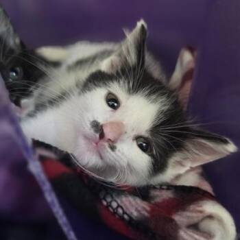 Etch A Sketch -  Domestic Short Hair Cat for Adoption in Westland, Michigan - Etch A Sketch | PetCurious