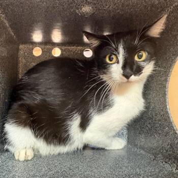 Domestic Short Hair Cats Available for Adoption in Birmingham, Alabama - Flora | PetCurious