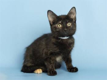LUNA -  Domestic Short Hair Cat Available for Adoption in Phoenix, Arizona - LUNA | PetCurious