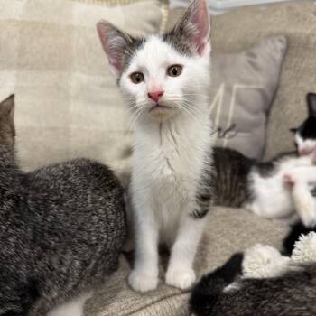 Ben -  Domestic Short Hair Cat for Adoption in Syosset, New York - Ben | PetCurious