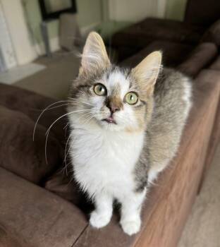 Galileo -  Domestic Medium Hair Cat for Adoption in Greenville, South Carolina - Galileo | PetCurious